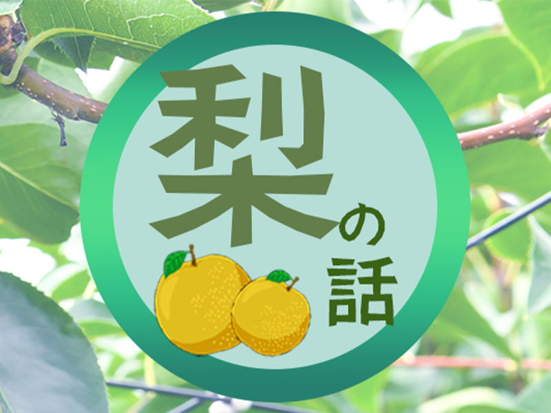 梨の話バナー