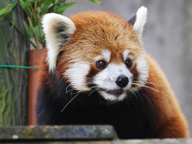 千葉市動物公園